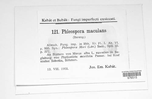 Neophloeospora maculans image